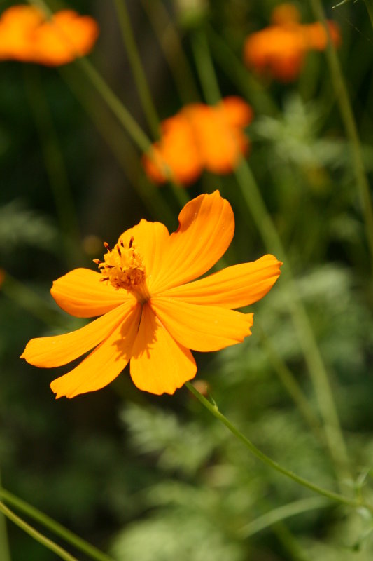 The golden cosmos (Compositae)