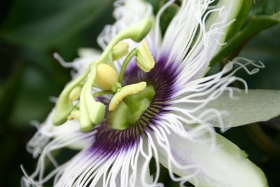 Wild Flower @Khao Phaeng Ma Nature Trail - Thailand