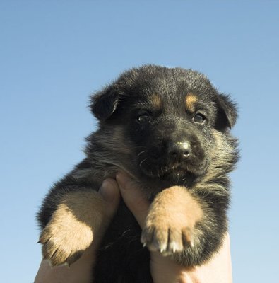 pastor_alemngerman_shepherd