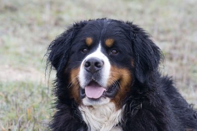 Lord de la Galea - Boyero de Berna