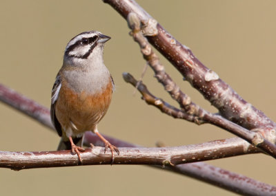 Rock bunting / Grijze gors