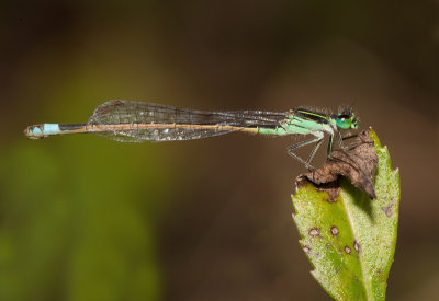 Rambur's Forktail / Ischnura ramburii