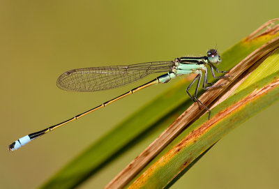 Rambur's Forktail / Ischnura ramburii