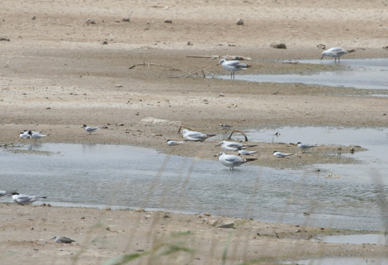 Little Tern