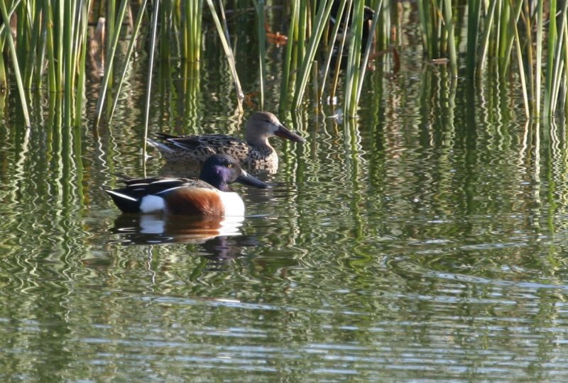 Northern Shoveler