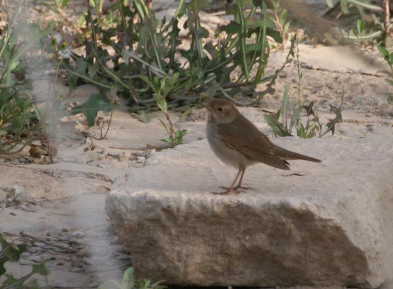 Thrush Nightingale