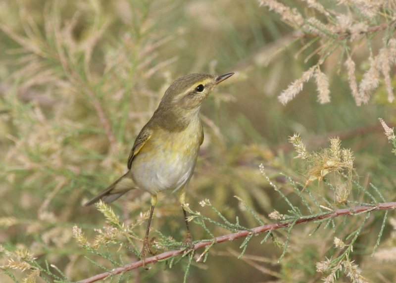 Willow Warbler