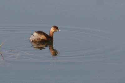 Little Grebe