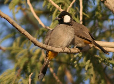 White-cheeked Bulbul