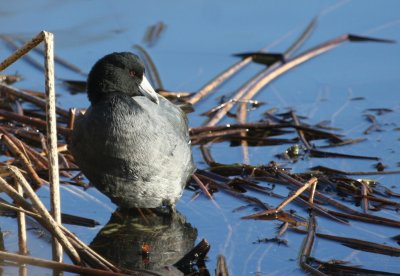 American Coot