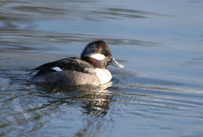 Bufflehead