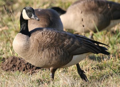 Canada Goose