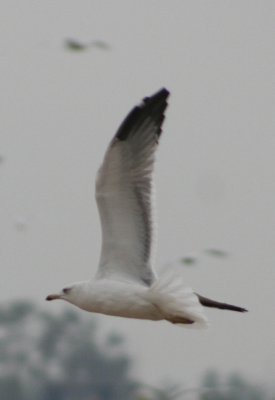 Armenian Gull