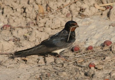 Barn Swallow