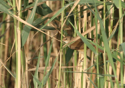 Basra Reed Warbler