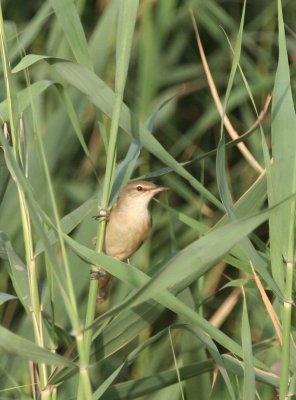 Basra Reed Warbler