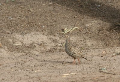 Black Francolin