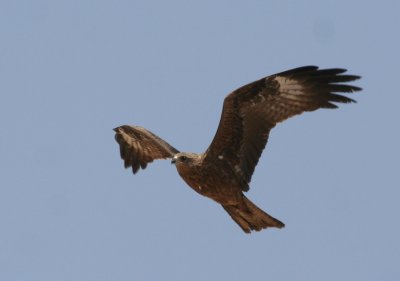 Black Kite