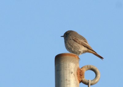 Black Redstart