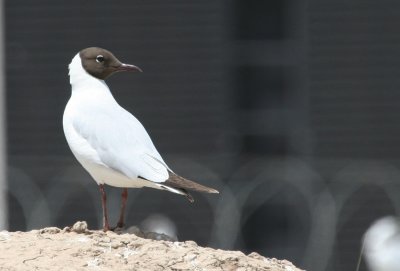 Black-headed Gull