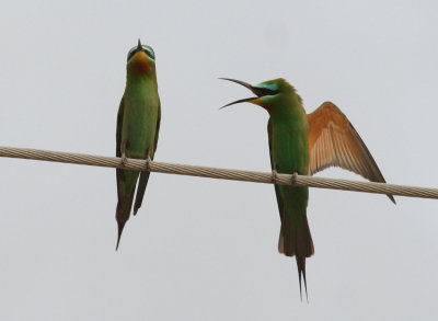 Blue-cheeked Bee-eater