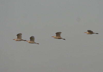 Cattle Egret