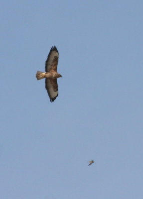 Eurasian Steppe Buzzard