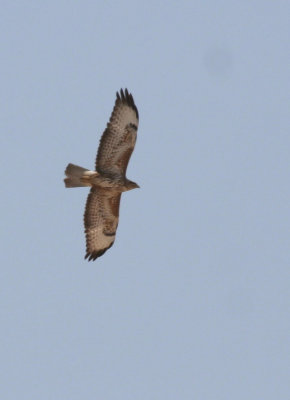 Eurasian Steppe Buzzard