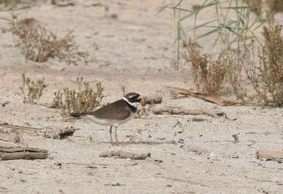 Common Ringed Plover