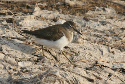 Common Sandpiper