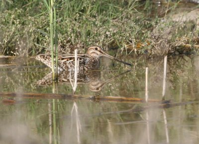 Common Snipe