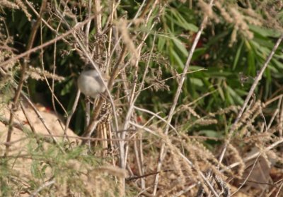 Common Whitethroat