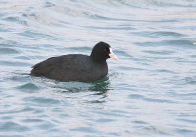 Eurasian Coot