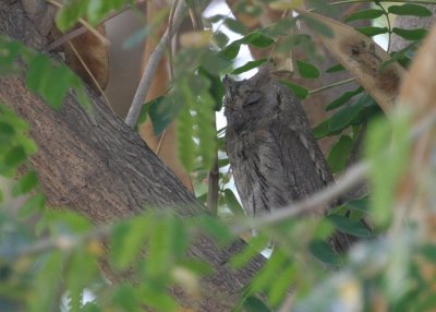 European Scops Owl