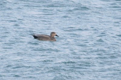 Gadwall