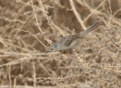 Graceful Prinia