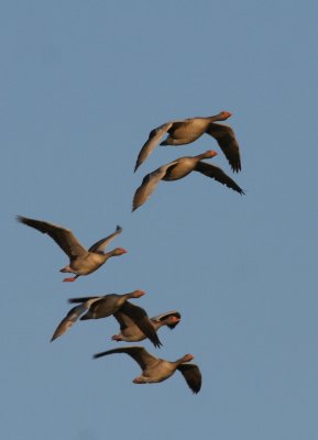 Graylag Goose