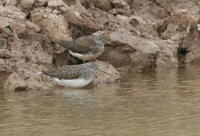 Green Sandpiper