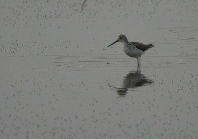 Common Greenshank