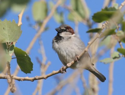 House Sparrow