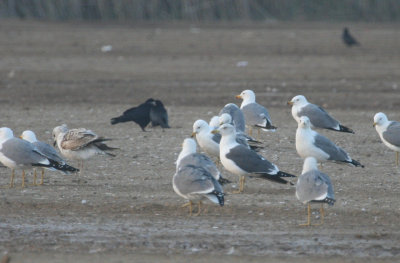 Hueglin's Gull