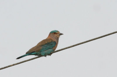 Indian Roller