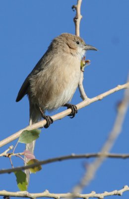 Iraq Babbler