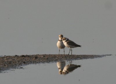 Snowy Plover