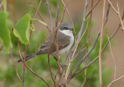 Lesser Whitethroat