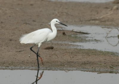 Little Egret