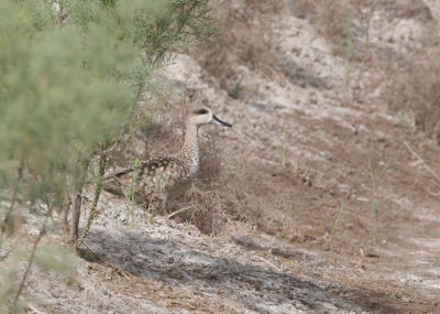 Marbled Teal