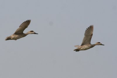 Marbled Teal