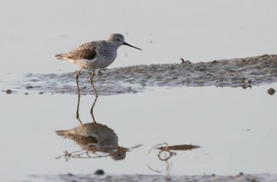 Marsh Sandpiper