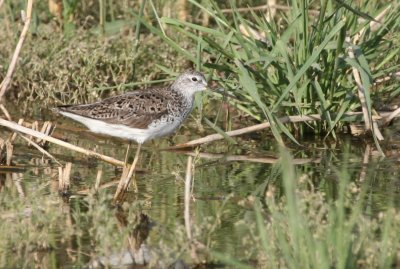 Marsh Sandpiper